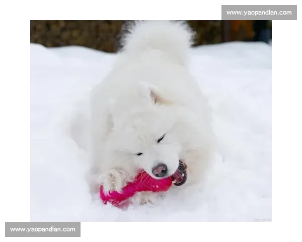 雪橇犬比赛激情四溢 驾驭雪原挑战极限速度与耐力